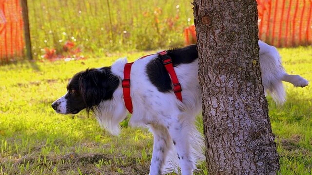 Perché i cani prendono a calci l’erba dopo aver fatto pipì?