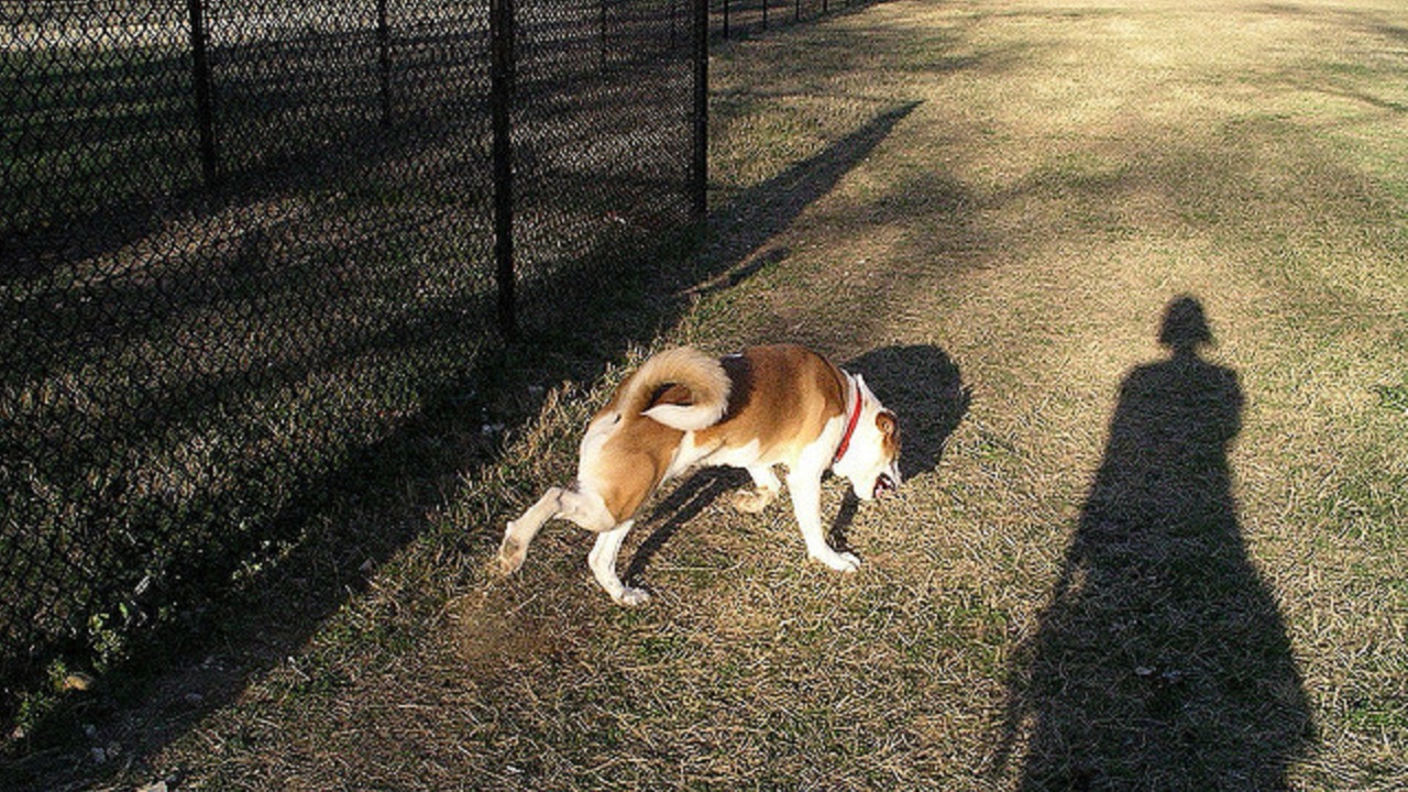 bisognini del cane