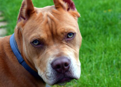 pitbull