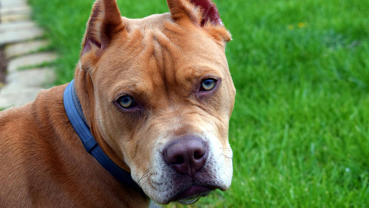 Cagnolina uccisa da un pitbull