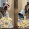 Pitbull abbandonato in strada
