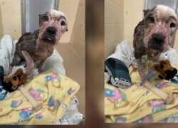 Pitbull abbandonato in strada