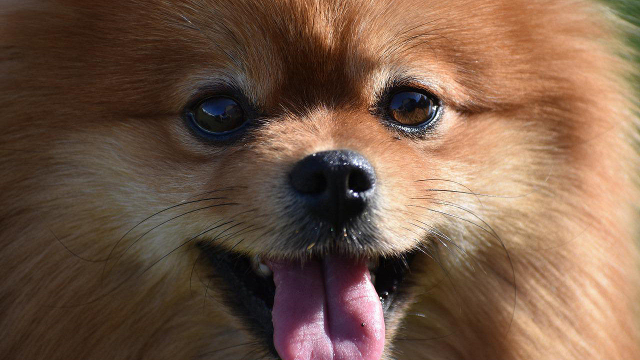 Pomeranian dog