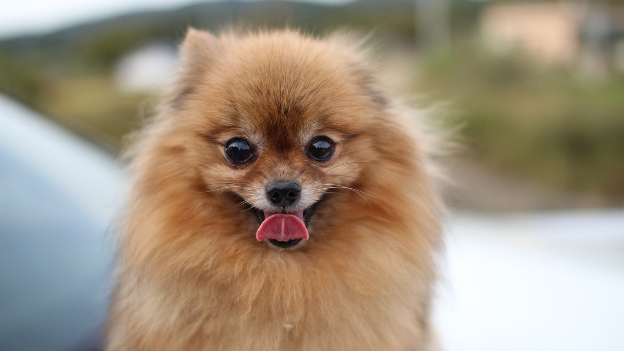 Pomeranian