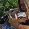 Cane non poteva camminare