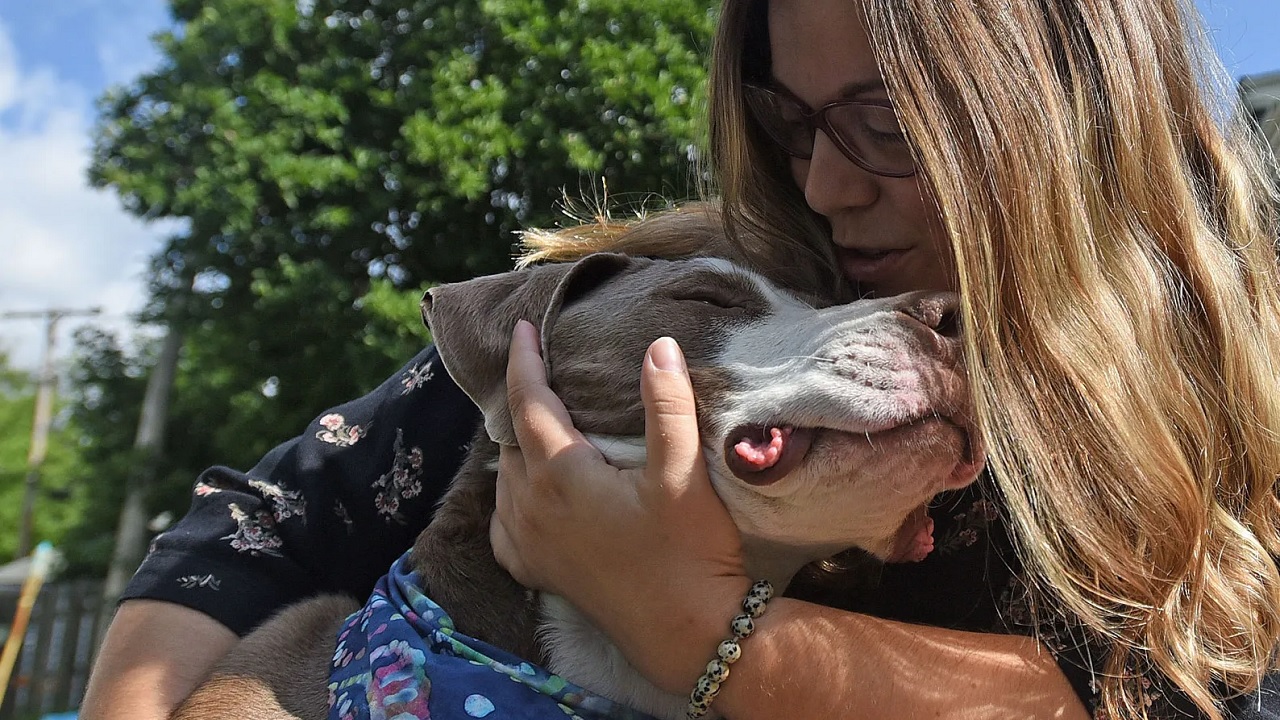 Cane non poteva camminare