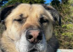 Cane sbranato da un branco di lupi