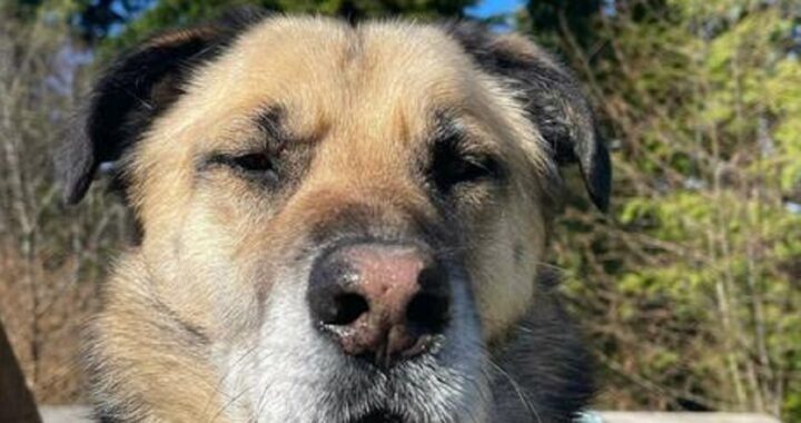 Cane sbranato da un branco di lupi