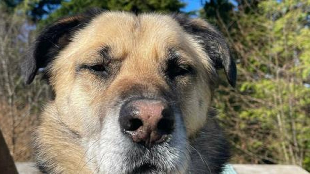 Cane sbranato da un branco di lupi