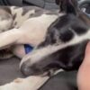 Salva il cucciolo in strada