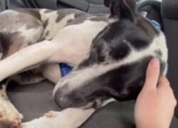 Salva il cucciolo in strada