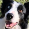 Premio fedeltà del cane 2022 a Shiva