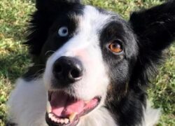 Premio fedeltà del cane 2022 a Shiva