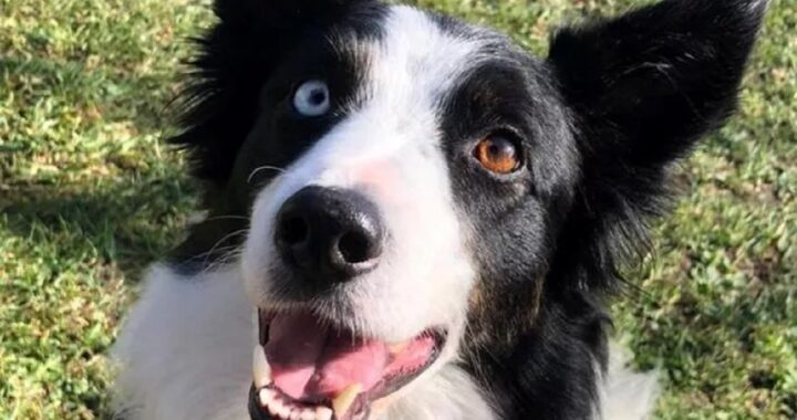 Premio fedeltà del cane 2022 a Shiva