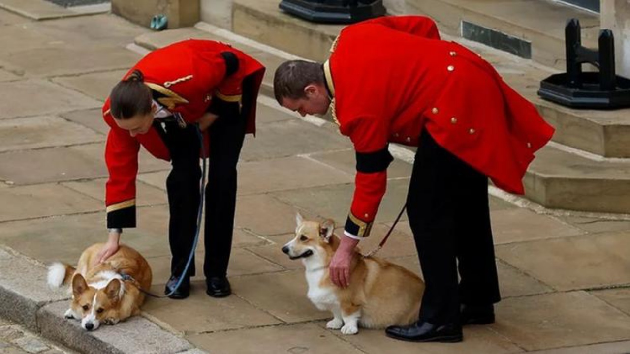 cagnolini corgi