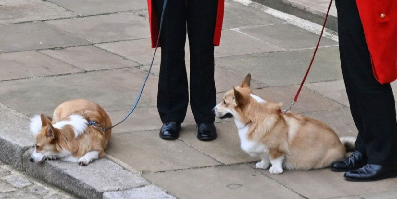 pelosetti corgi