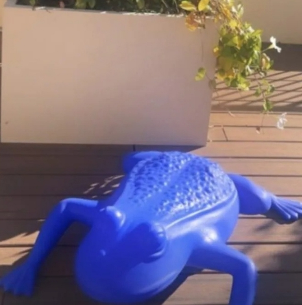 rana blu sul terrazzo