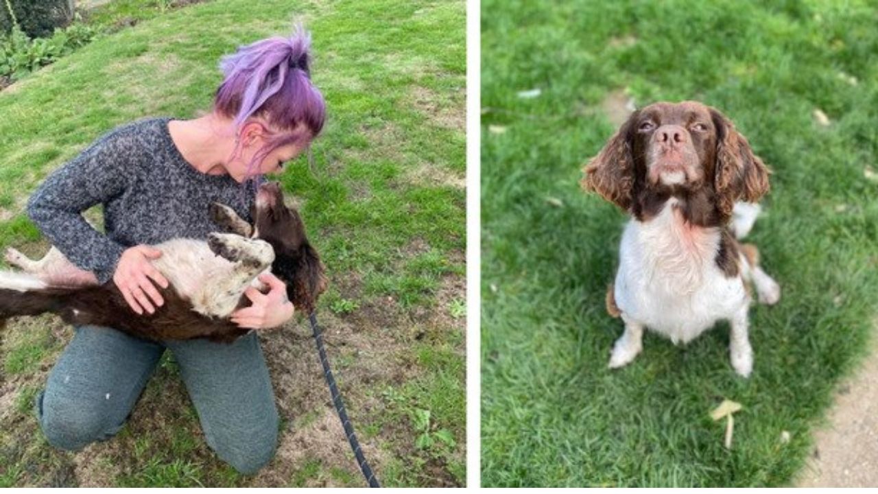 Seppellisce cane giardino torna dopo due giorni