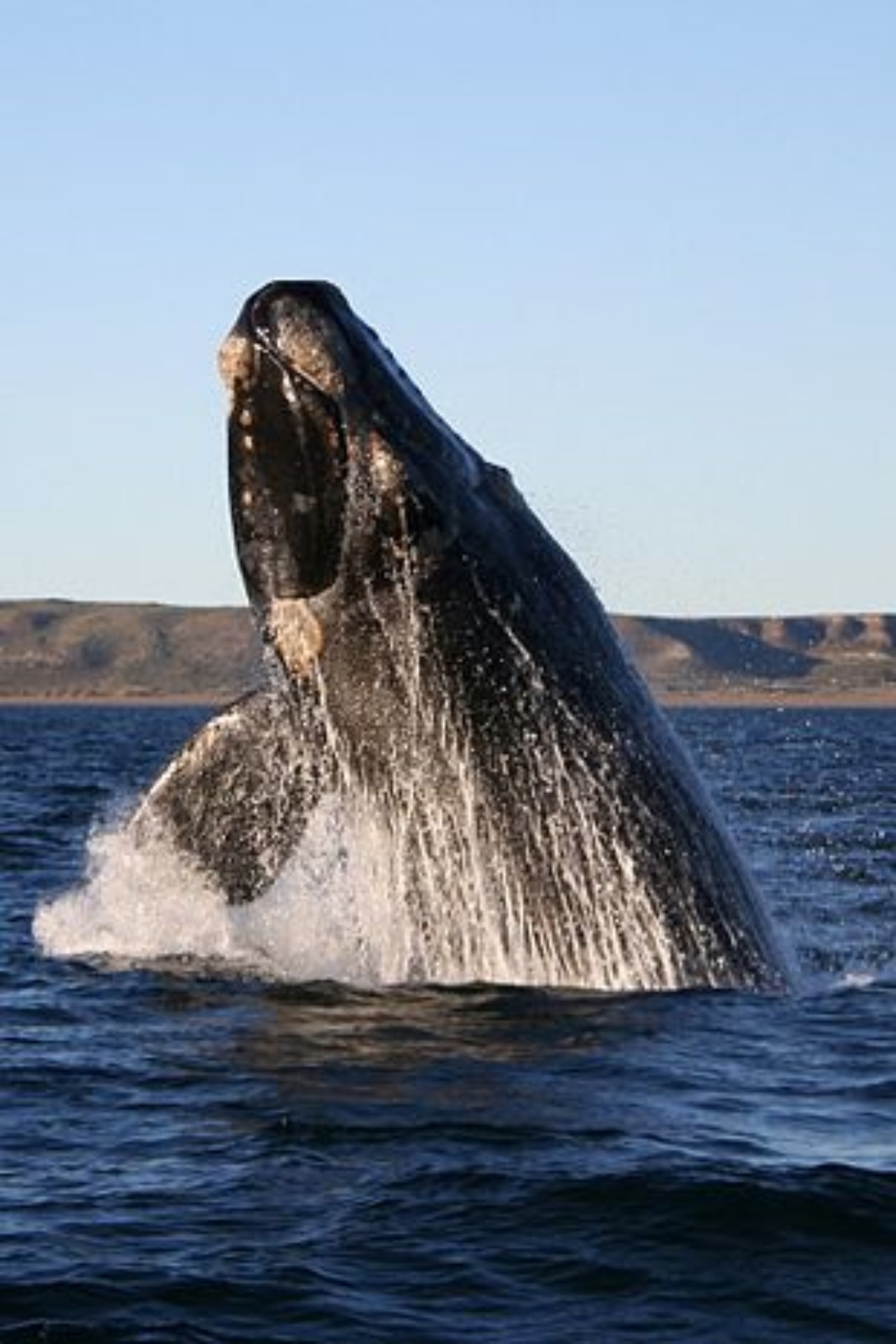 sperm whale photo