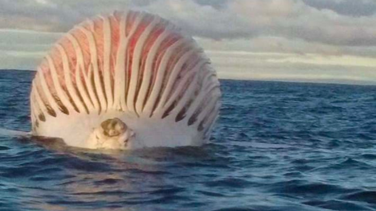 La foto diventa virale: “Se vedi questo nell’acqua, girati e allontanati in fretta, potrebbe salvarti la vita”