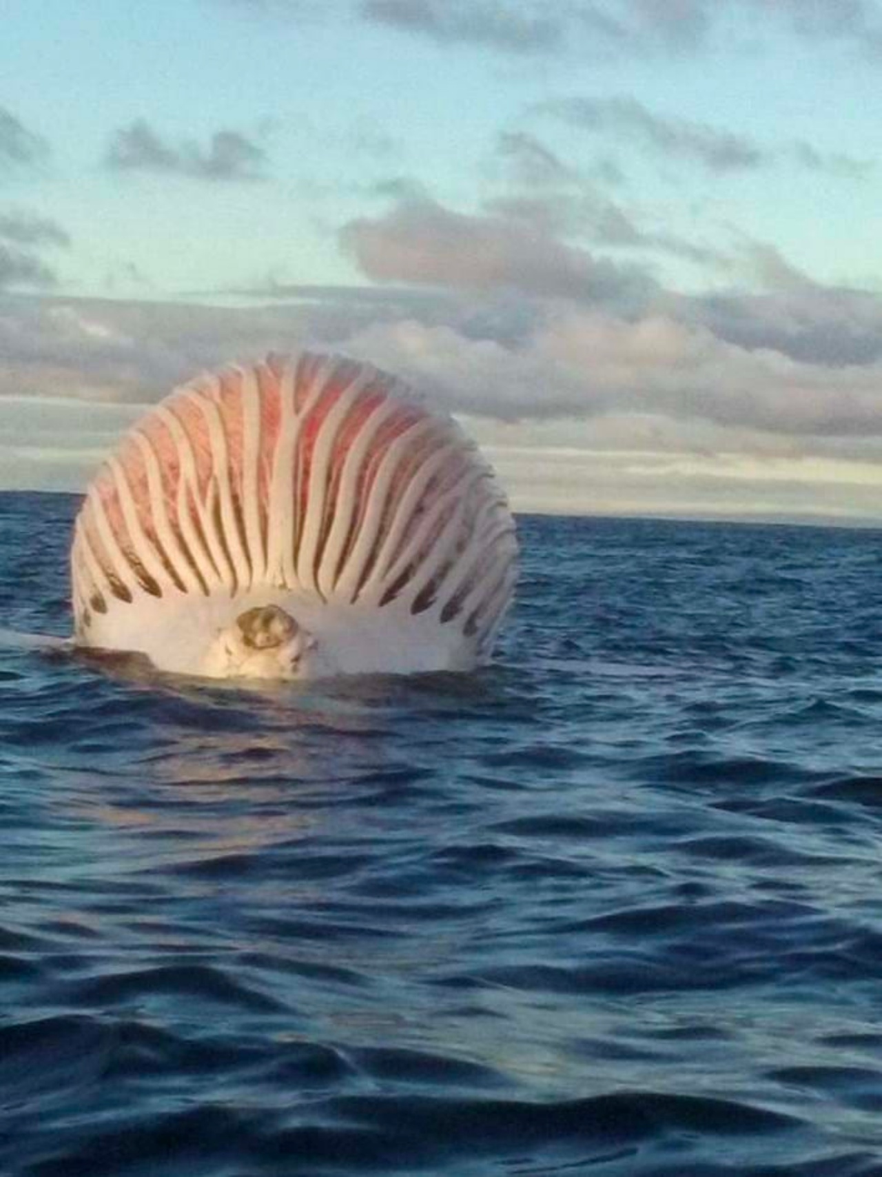 photo humpback explosion