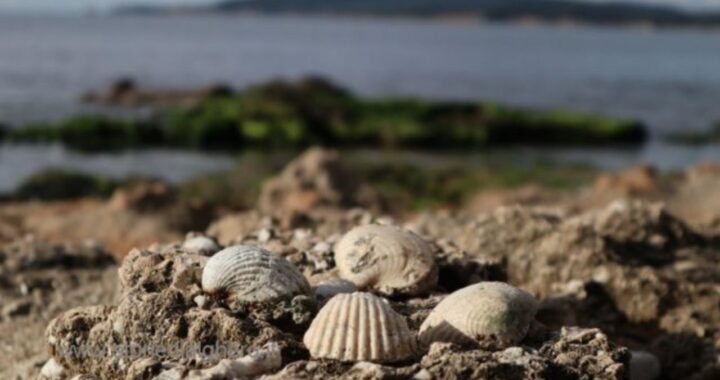 spiaggia ricerca fossili