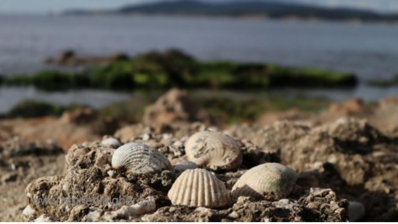 spiaggia ricerca fossili