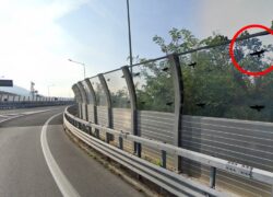 vetri autostrade sagome nere uccelli