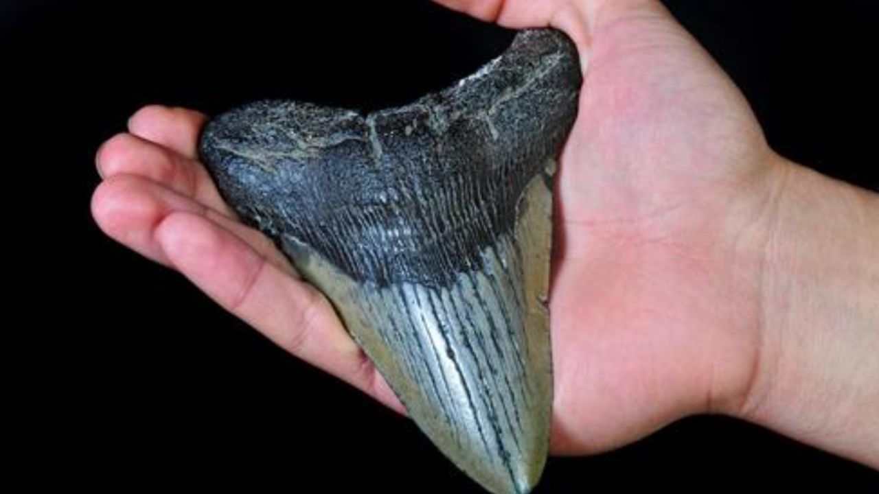 Dente Megalodonte