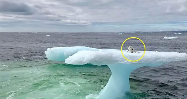 Volpe polare iceberg