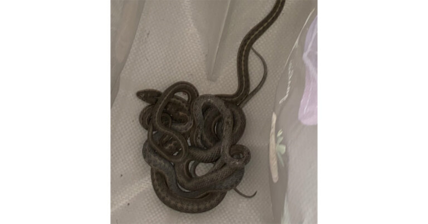 Amber Hall serpenti in casa