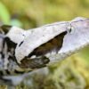 Vipera del Gabon