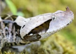 Vipera del Gabon