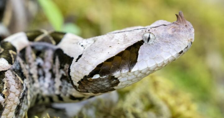 Vipera del Gabon