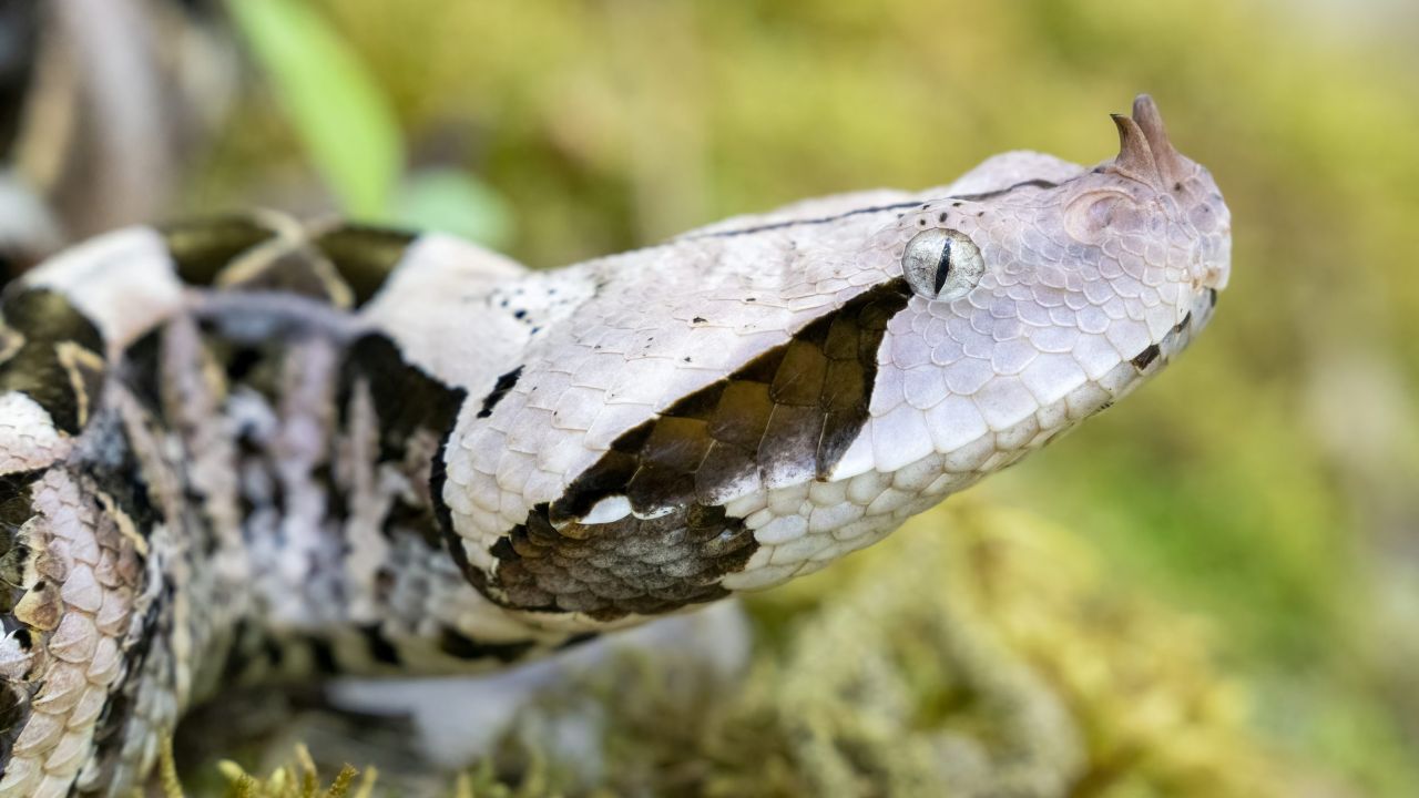 La misteriosa vipera del Gabon, uno dei serpenti più temuti al mondo