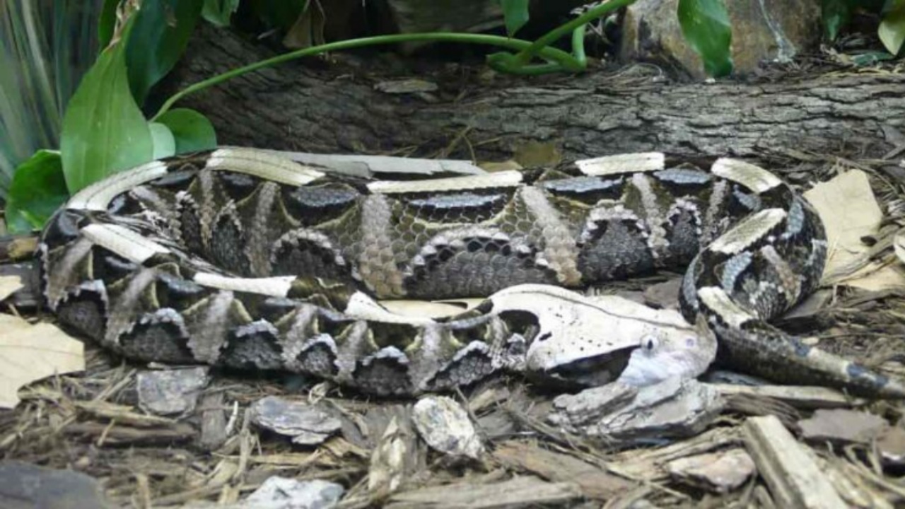 video vipera del Gabon