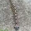 video vipera del Gabon