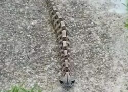 video vipera del Gabon