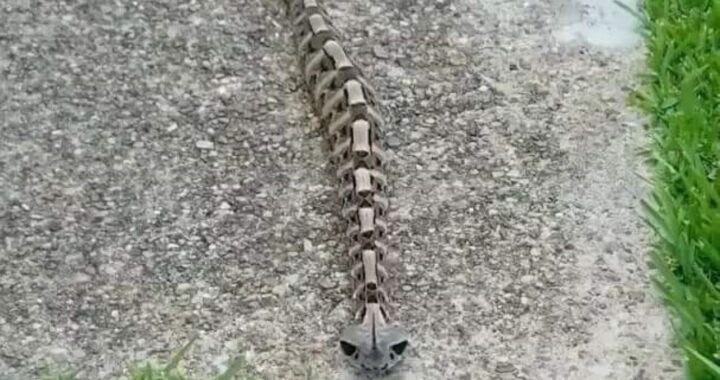 video vipera del Gabon