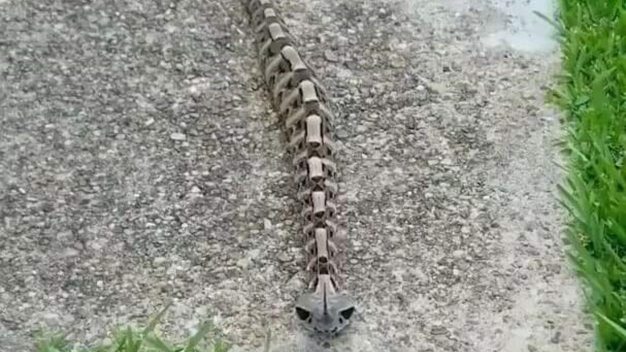 “Non capivo di cosa si trattasse, sembrava uno scheletro”. L’incontro con la vipera del Gabon