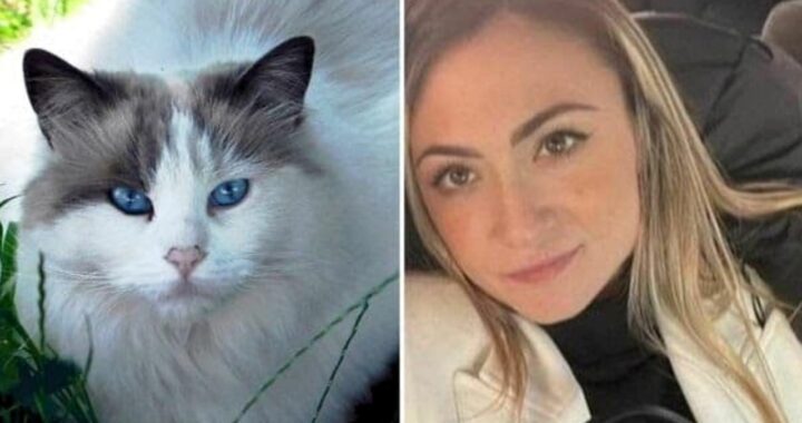 adottato il gatto di Giulia Tramontano