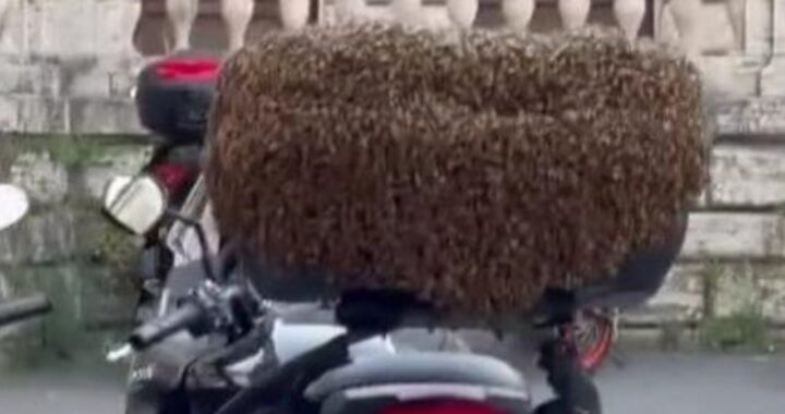 Roma sciame d'api motorino