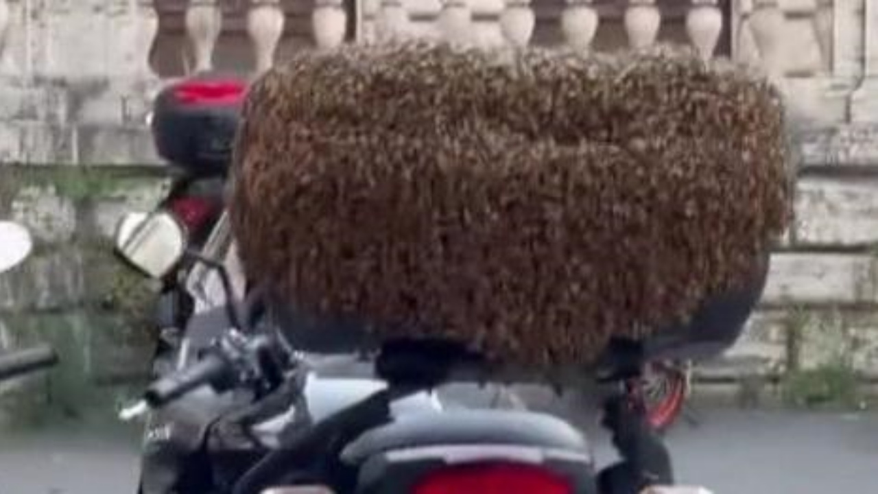 Roma sciame d'api motorino