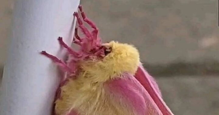 Creatura insolita trovata nel giardino di casa