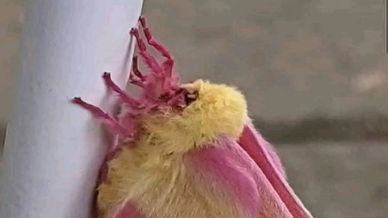 Creatura insolita trovata nel giardino di casa