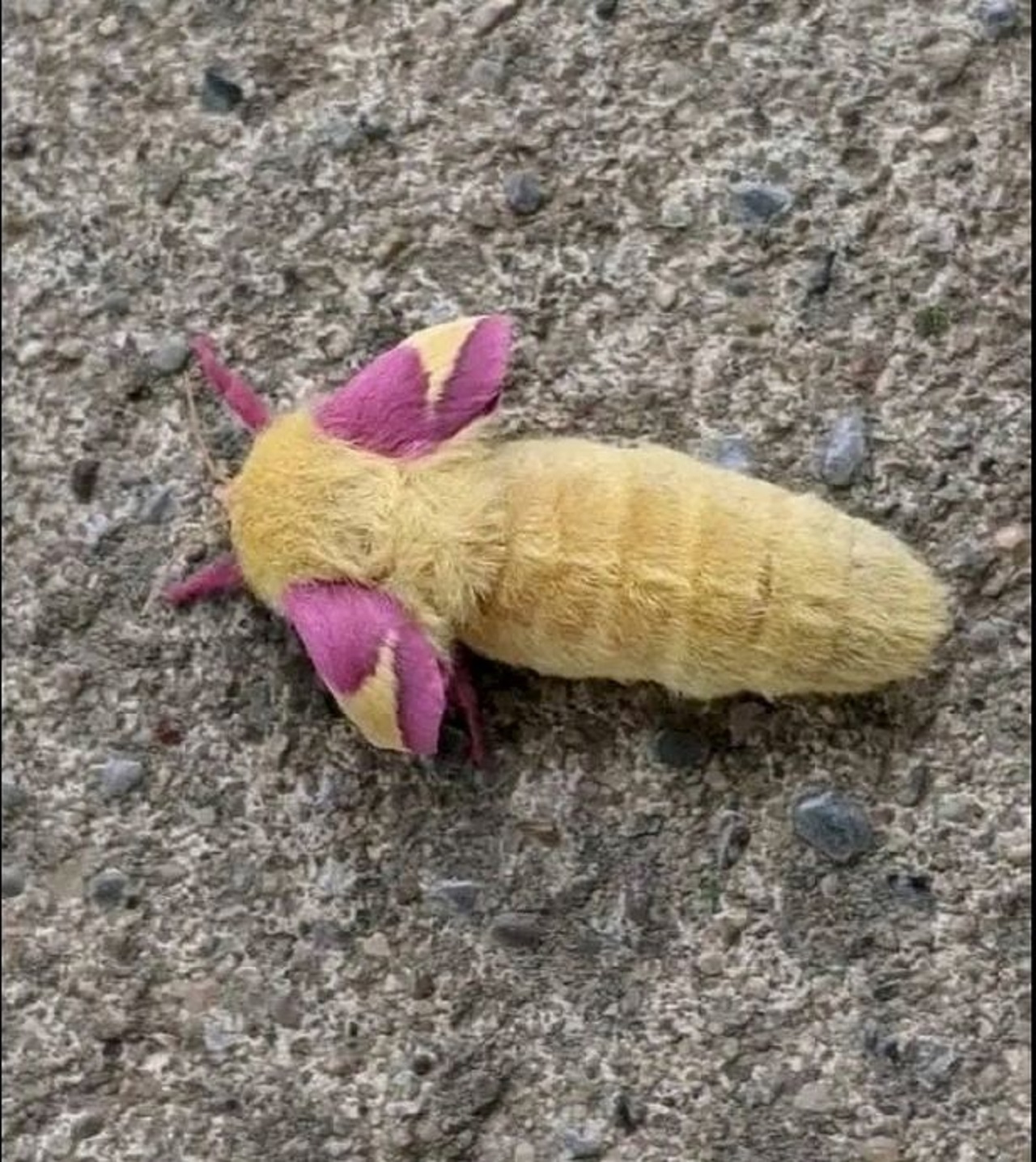 rosy maple moth