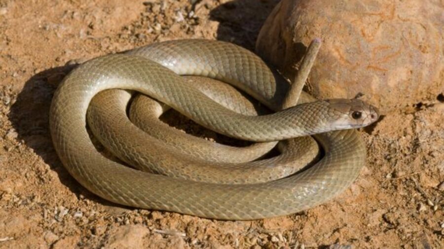 47enne ucciso da un serpente velenoso in Australia