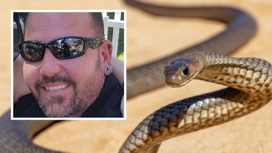 47enne ucciso da un serpente velenoso in Australia