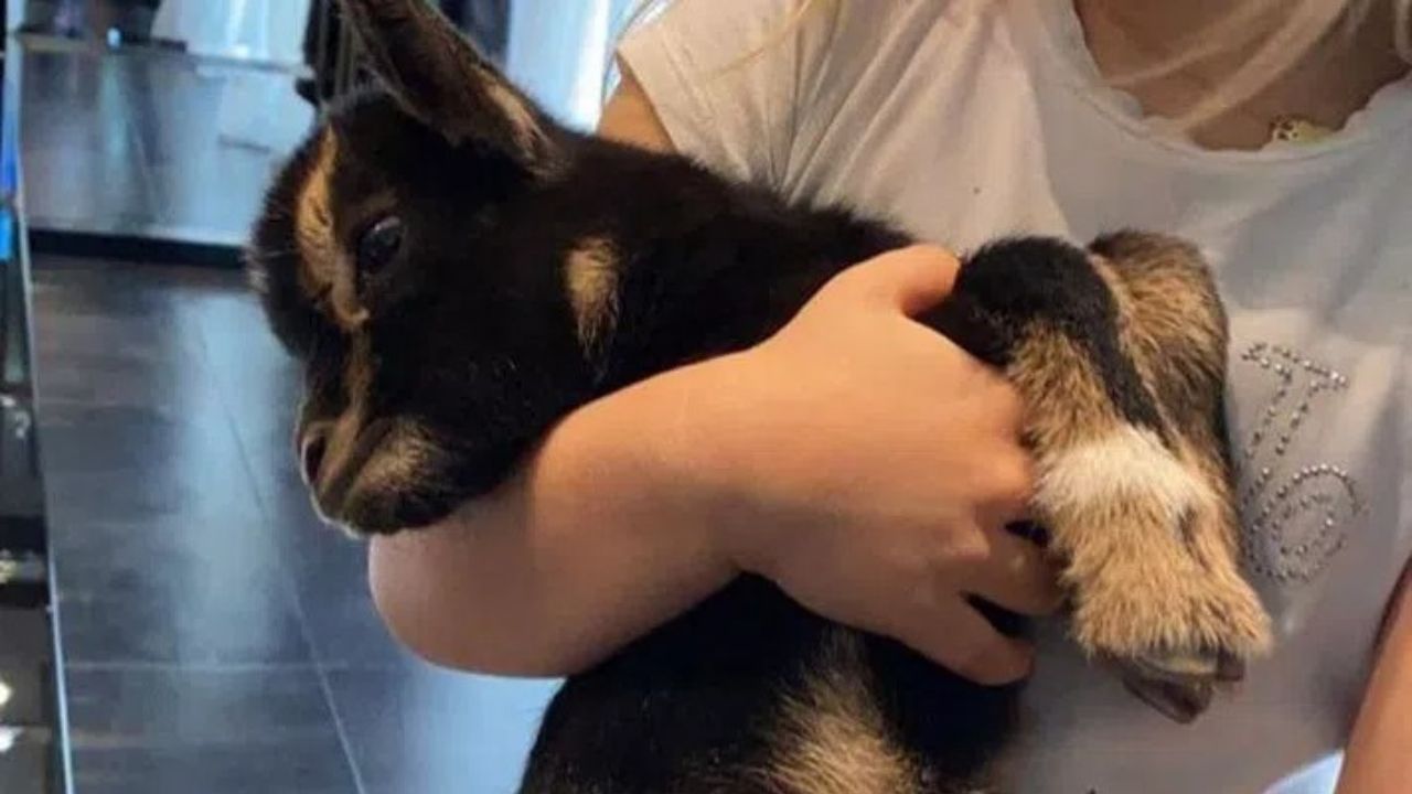 Chanel Totti holds a goat in her arms