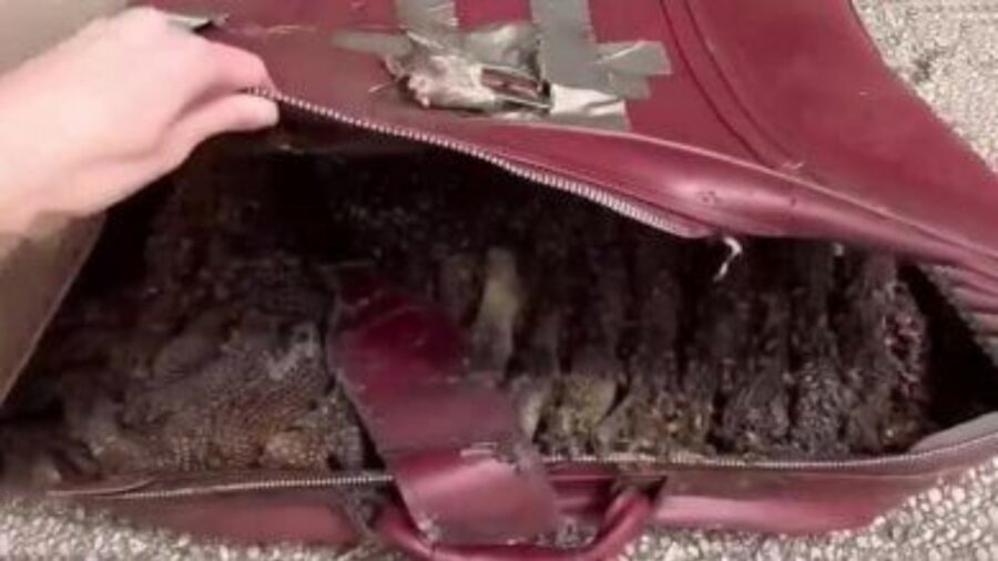 Trova una vecchia valigia in garage: donna scopre qualcosa di incredibile